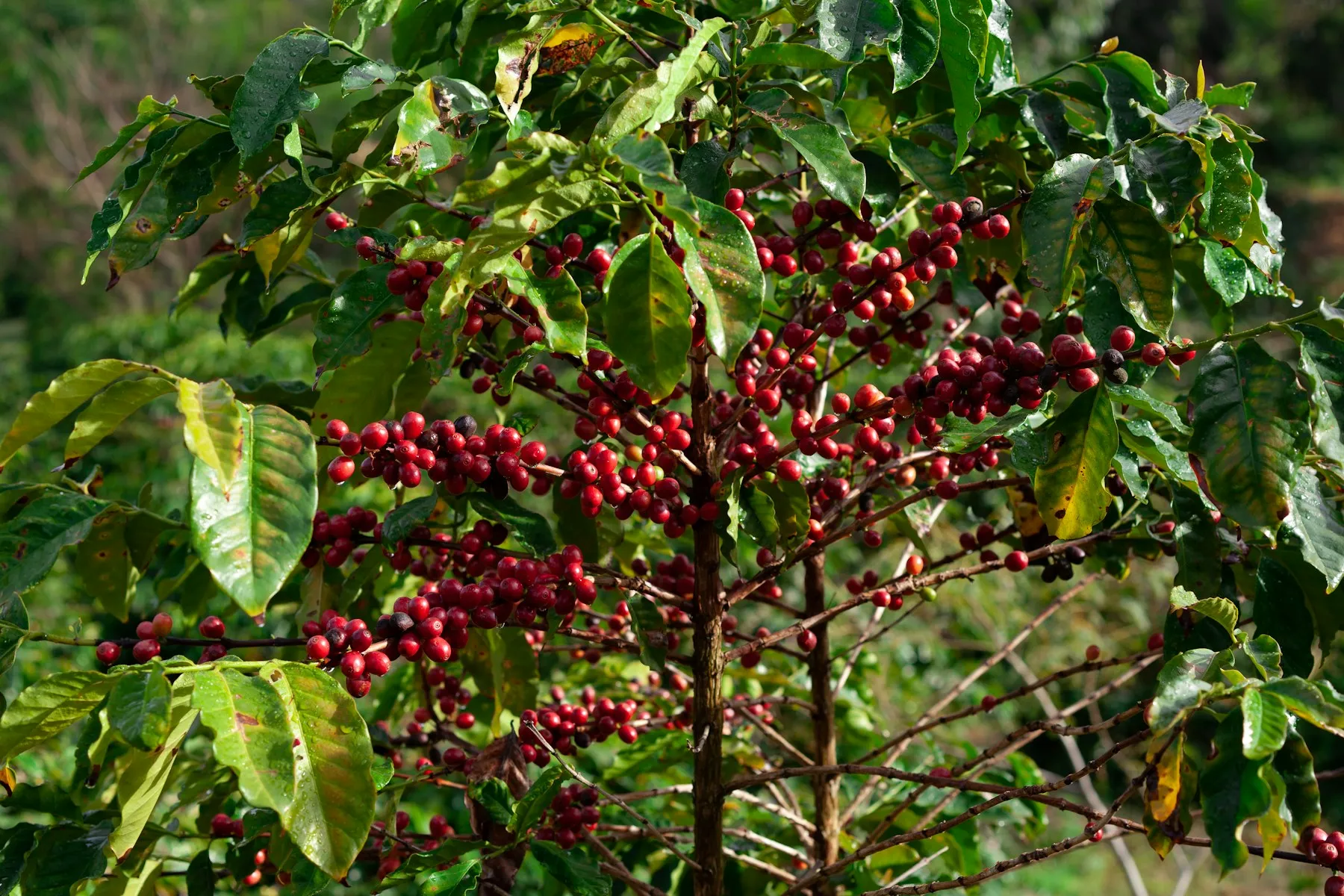Ramo de café carregado de frutos maduros