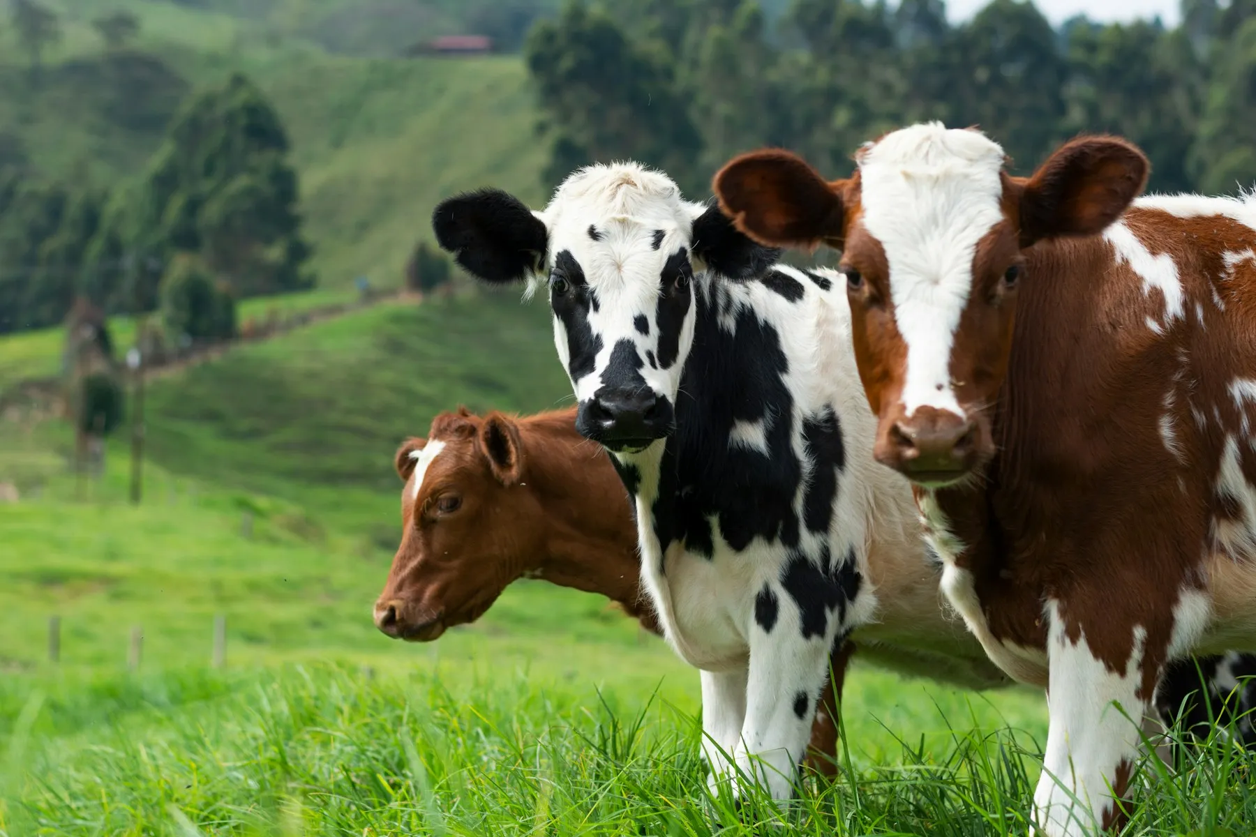 Vacas leiteiras no pasto, em área de morro